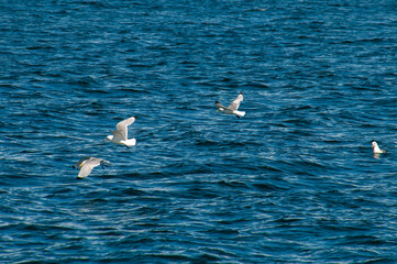 Arskogssandur Iceland, European herring gulls flying over water