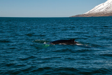 Fototapeta premium Arskogssandur Iceland, view of humpback whale in Eyjafjordur fjord