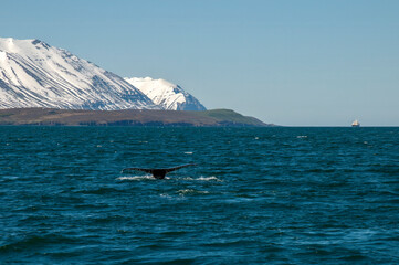 Obraz premium Arskogssandur Iceland, view of humpback whale in fjord