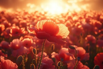 A single poppy flower basks in the golden sunlight of a vast, vibrant field at sunset.
