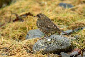 Rock Pipit (Anthus petrosus)