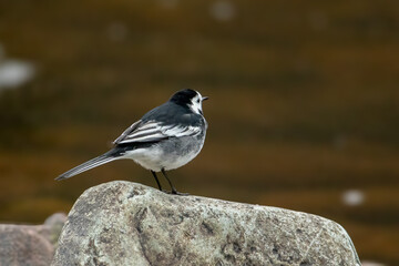 White Wagtail (Motacilla Alba)