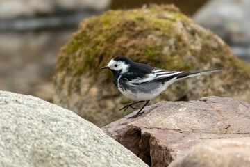 White Wagtail (Motacilla Alba)