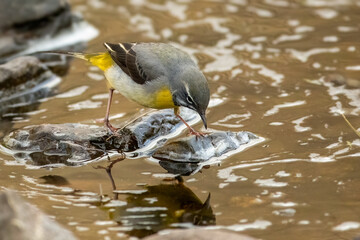 Grey Wagtail