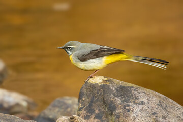 Grey Wagtail (Motacilla cinerea)
