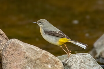 Fototapeta premium Grey Wagtail (Motacilla cinerea)