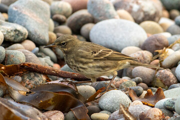 Rock Pipit (Anthus petrosus)