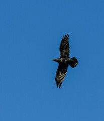 raven silhouette in flight on blue sky