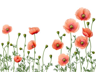 Fototapeta premium Coral Poppies on Transparent Background, PNG