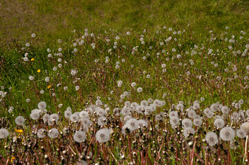 Obraz premium Husavik Iceland, meadow of common dandelion plants with round balls of many silver-tufted fruits that disperse in the wind.