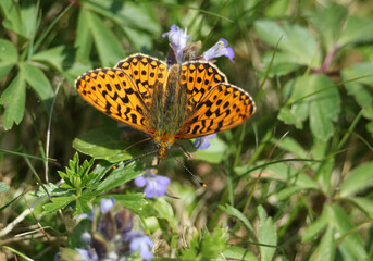 A rare Pearl-bordered Fritillary, Boloria euphrosyne, nectaring on a flowering Bugle plant.