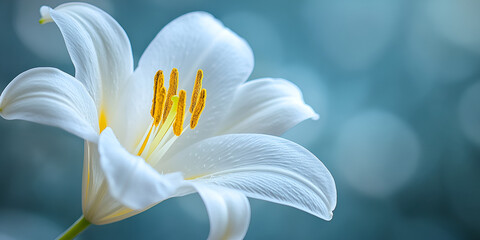 White lily close-up with soft background, Elegant white lily flower with bokeh, Pure white lily in spring garden