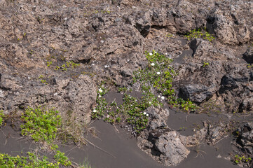 Godafoss Iceland, white flowering mountain avens growing in black sand
