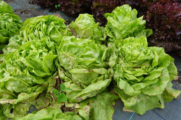 Butterhead lettuce growing in field: fresh produce ready for harvest