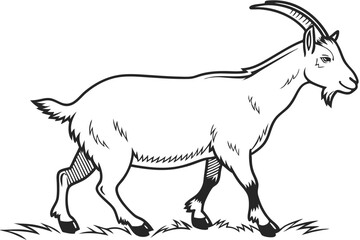 goat silhouette isolated on white.
