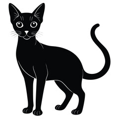 abyssinian vector animal