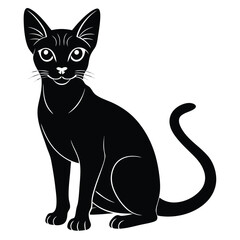 abyssinian vector animal