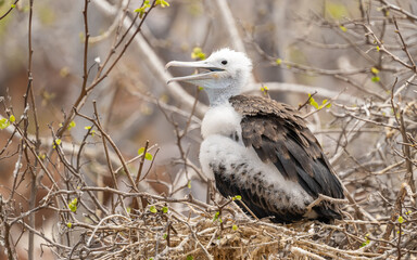 junger Fregattvogel (Fregatidae, Fregata)