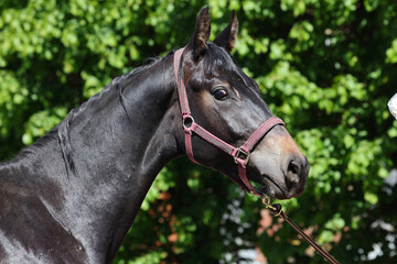 A beautiful black dressage horse portrait in green trees background