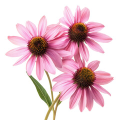 Echinacea flowers displaying delicate pink petals and distinctive center on a transparent background, echinacea flowers isolated transparent background