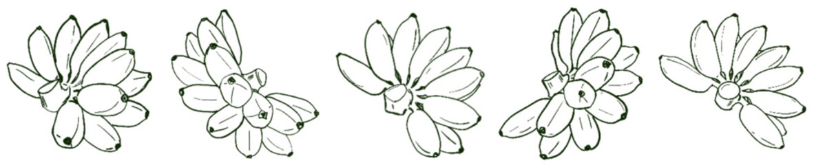 Golden Banana Energy – Natural Abundance Lineart Set under Taurus Sun