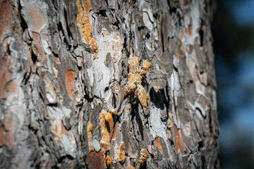 dried resin on pine tree bark