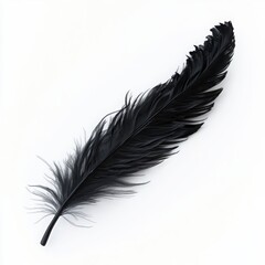 Single Black Feather On White Background Close Up