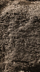Moss Dense Texture Closeup Nature Monochromatic Brown Earth Layer Concept