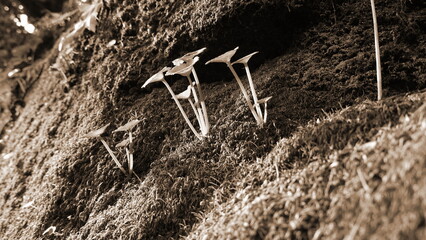 Mushrooms Growing On Mossy Surface Macro View Monotone Color Nature Concept