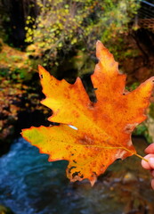 Bright Autumn Orange Maple Leaf Closeup Against Flowing River Concept