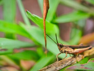 The wood locust (Melanoplus cinereus) is a species of brown herbivorous insect belonging to the Orthoptera order.