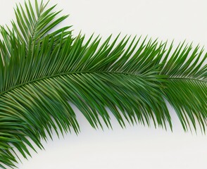 Obraz premium Tropical Leaf On Plain Background