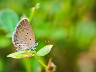 Dark blue grass butterfly (Zizeeria karsandra) on leaves. Nature background.