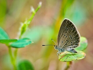Dark blue grass butterfly (Zizeeria karsandra) on leaves. Nature background.