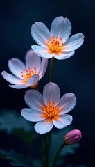 Fototapeta premium Close-up of luminous moon flowers on a dark background, showcasing their delicate beauty, dark background, delicate
