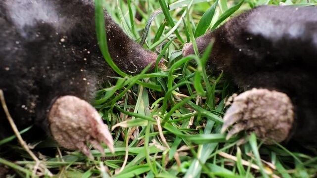 Mating of moles. Two moles mate on the surface of a dug-out pile. Breeding season. Talpa europaea side view close-up. An animal with black fur. Garden pest concept. High quality 4k footage.