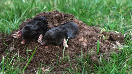 Mating of moles. Two moles mate on the surface of a dug-out pile. Breeding season. Talpa europaea side view close-up. An animal with black fur. Garden pest concept. High quality 4k footage.
