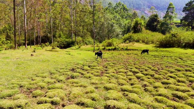 Aninal Eating Grass in Forest drone footage landscape