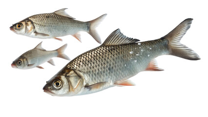 Fototapeta premium fish isolated on white background