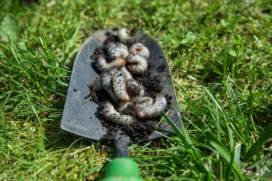 pędrak. Larwa, chrząszcz, majowego. Szkodnik, rolniczy. Grubs. May beetle larva.	