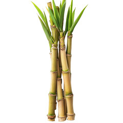 Obraz premium Fresh bamboo shoots isolated on a transparent background, showcasing their vibrant green tops, bamboo shoot isolated on transparent background