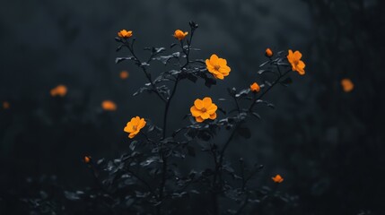 Vibrant Orange Flowers Blooming Amidst Dark Background and Soft Focus