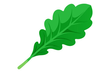 green leaf vector illustration  on white background