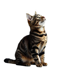 Obraz premium Curious Tabby Cat Stretching Neck Up Side Extracted on transparent background