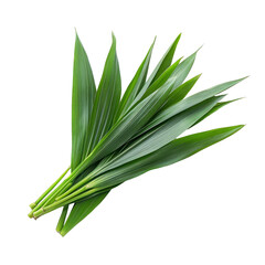 Obraz premium Fresh pandan leaves arranged beautifully on a transparent background for culinary use and decoration, Fresh Pandan leaves isolated on transparent background