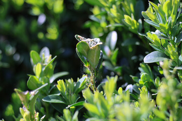 Pupae or larva of Cydalima perspectalis is an invasive caterpillar of moth species pest that destroys and eats green boxwood (buxus sempervivens) leaves doing damage, box eating caterpillar.	