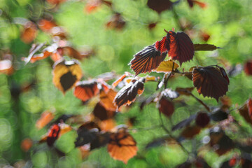 Beautiful fresh spring green leaves, foliage in the woods with sunlight shining through the green leaves and vintage bokeh.