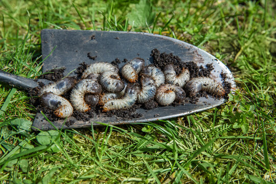 pędrak. Larwa, chrząszcz, majowego. Szkodnik, rolniczy. Grubs. May beetle larva.	