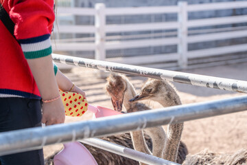 Close-up of ostrich's heads is in a cage at the zoo outdoors.