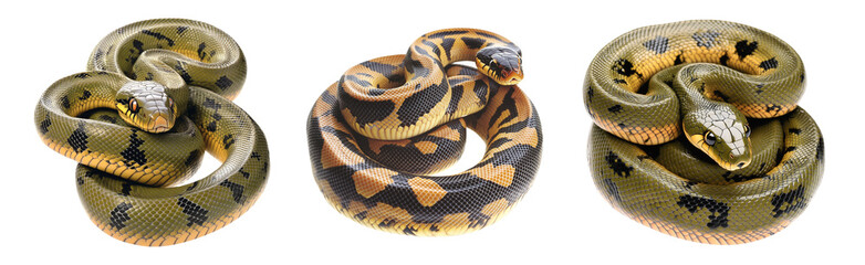 Obraz premium Coiled yellow and black patterned snake, isolated on white transparent background, reptiles or wildlife, symbolizing Chinese Lunar New year